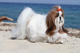 SHIH TZU 073
